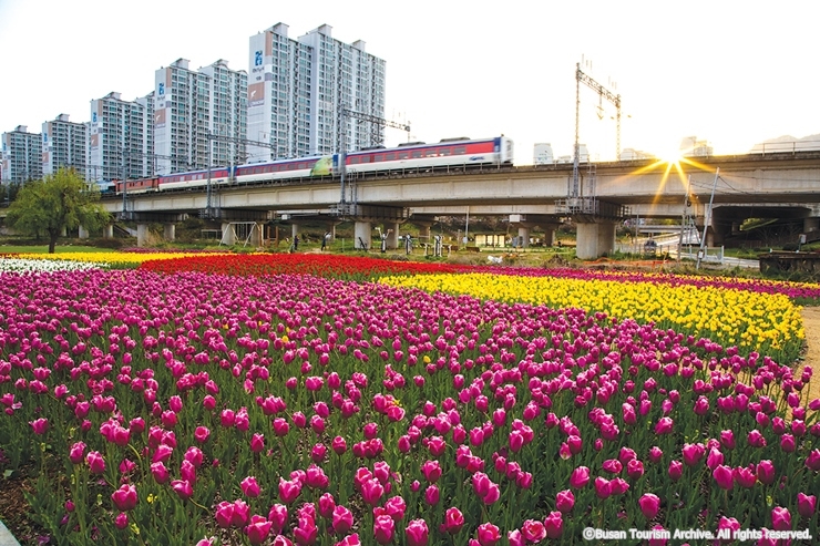 5-9 본문9 사진_화명생태공원 튤립단지_부산관광아카이브_cw10